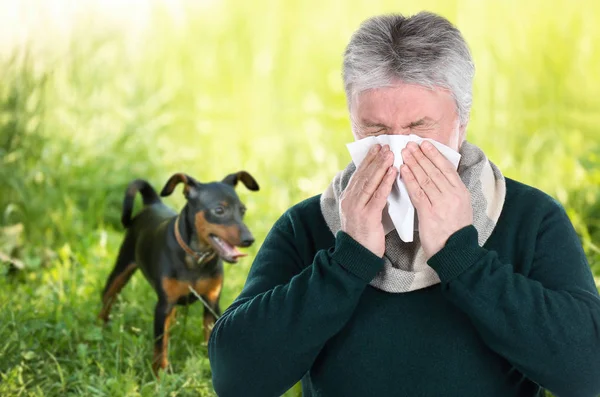 Starszy Człowiek Chory Tkanek Zwierzętom Tle Pojęcie Alergii Psy — Zdjęcie stockowe