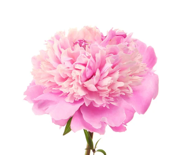 Bellissimo fiore di peonia — Foto Stock