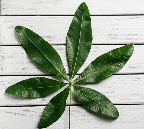 Grünes tropisches Blatt — Stockfoto