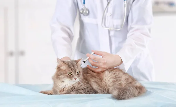 Veterinarian vaccinating cat — Stock Photo, Image