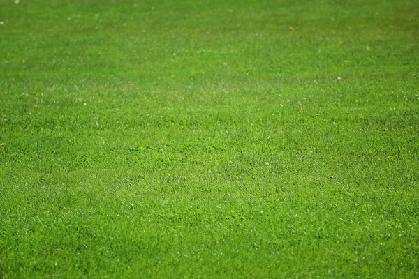 Zielona trawa na pole golfowe — Zdjęcie stockowe
