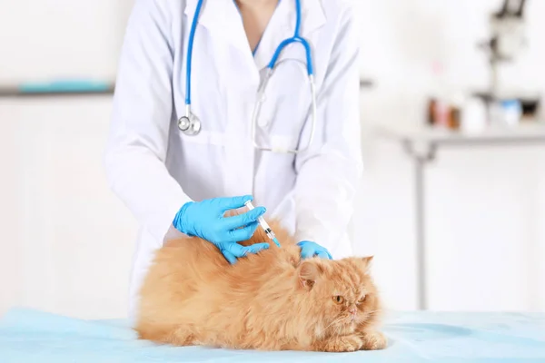 Veterinär vaccinerande katt — Stockfoto