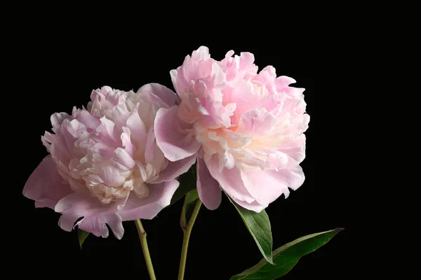 Bellissimi fiori di peonia — Foto Stock