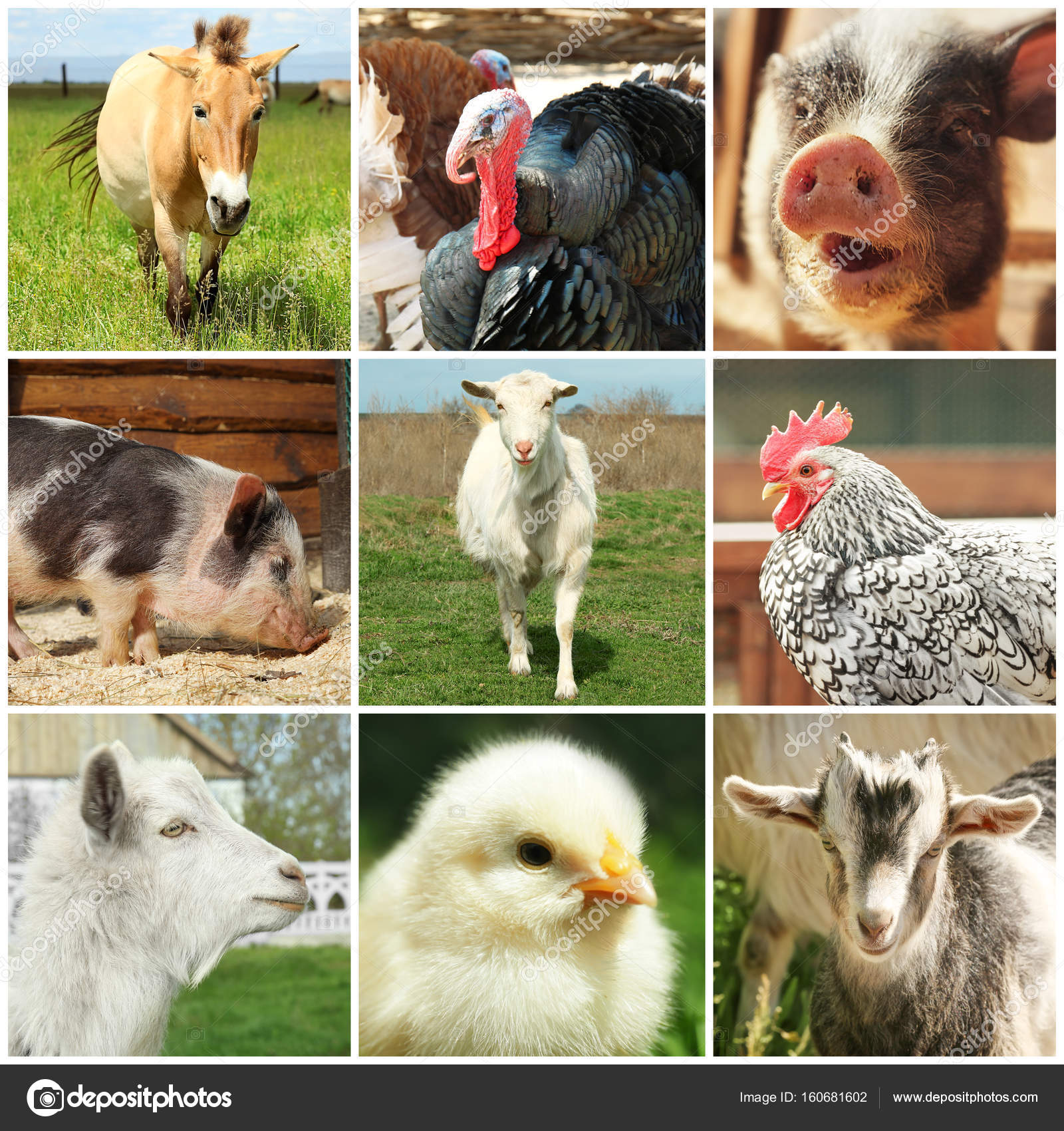 Diferentes animales lindos: fotografía de stock © belchonock #160681602