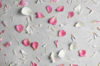 güzel Şakayık çiçekleri