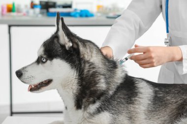 Veteriner telkih husky köpek 