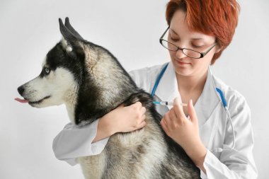 Beyaz arka plan üzerinde hayvan hastalıklarıyla ilgili telkih husky köpek