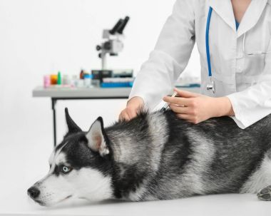 Veteriner telkih husky köpek 