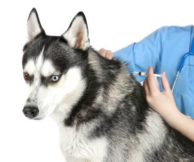 Veteriner telkih husky köpek 