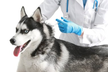 Veteriner telkih husky köpek 