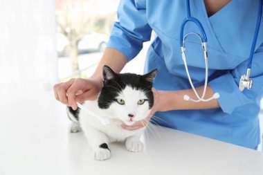 Veteriner fırçalama cats dişler 