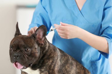 Veteriner Aşı Köpeği 