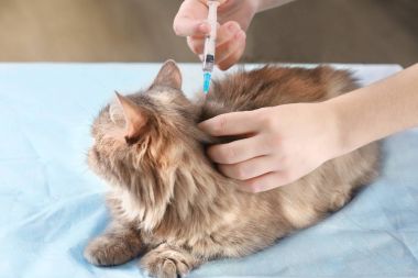 Veteriner telkih kedi