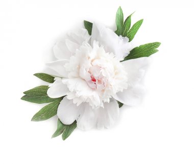 güzel Şakayık çiçeği 