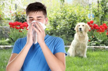 Young ill man with tissue and pet on background, Concept of allergies to dogs clipart
