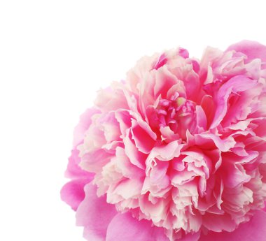 güzel Şakayık çiçeği 