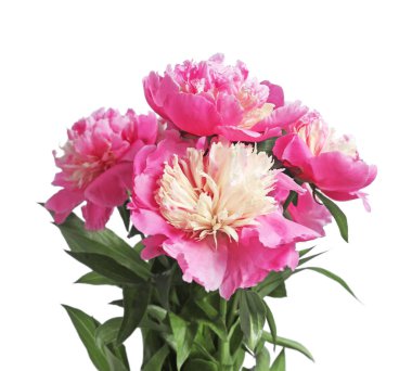 güzel Şakayık çiçekleri