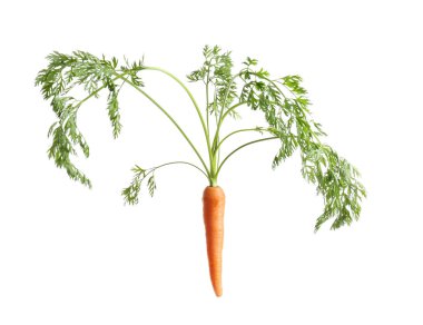 beyaz üzerine taze havuç