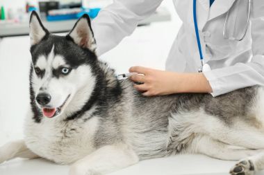 Veteriner telkih husky köpek 