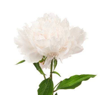 güzel Şakayık çiçeği 