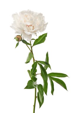 güzel Şakayık çiçeği 