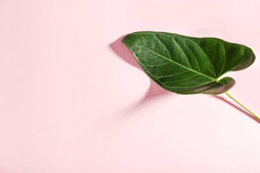 yeşil tropikal yaprak  