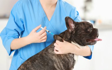 Veteriner Aşı Köpeği 