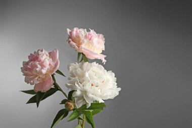 güzel Şakayık çiçekleri