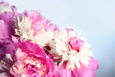 güzel Şakayık çiçekleri