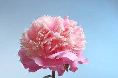 güzel Şakayık çiçeği 