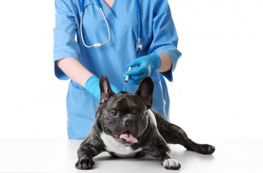 Veteriner Aşı Köpeği 