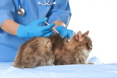 Veteriner telkih kedi