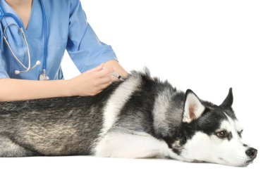 Veteriner telkih husky köpek 