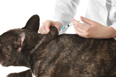 Veteriner Aşı Köpeği 