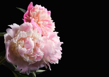 güzel Şakayık çiçekleri