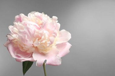 güzel Şakayık çiçeği 