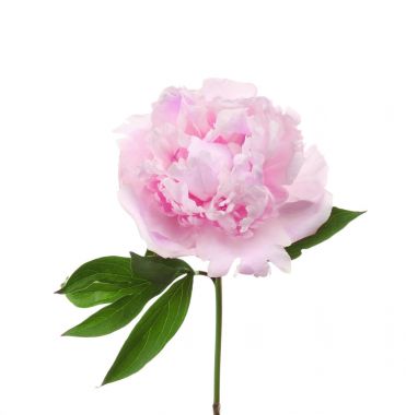 güzel Şakayık çiçeği 