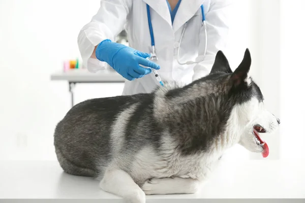 Veterinarian vaccinating husky dog — Stock Photo, Image
