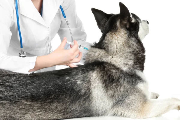 Veterinární lékař očkování husky pes — Stock fotografie