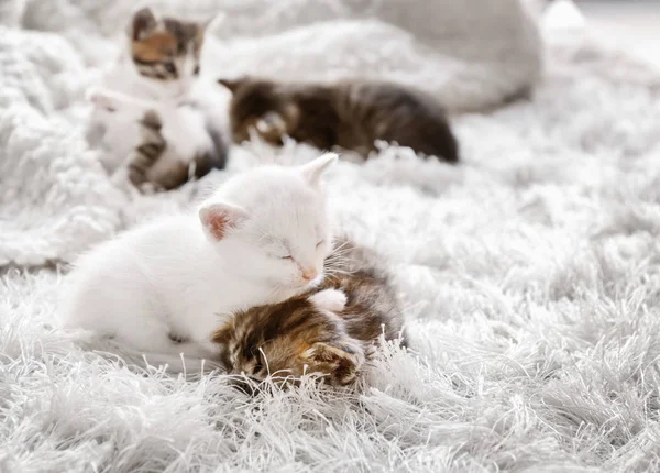 Χαριτωμένο μικρό γατάκια στον ύπνο — Φωτογραφία Αρχείου