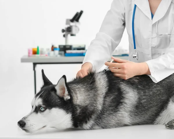 Dierenarts vaccinerend husky hond — Stockfoto