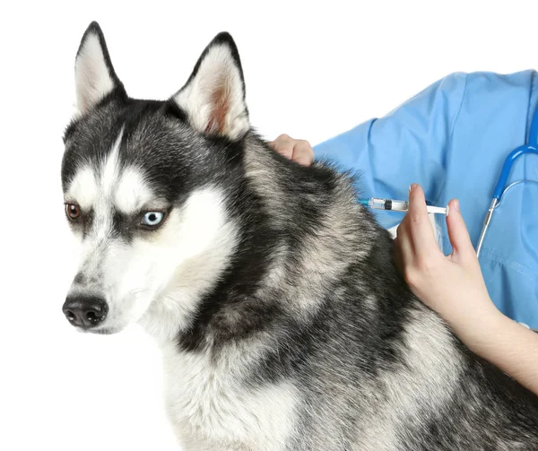 Veterinární lékař očkování husky pes — Stock fotografie