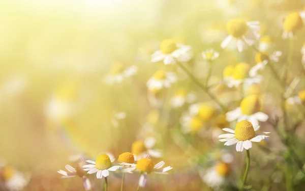 Vackra kamomillblommor — Stockfoto