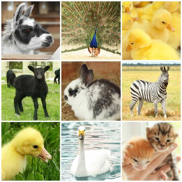 Different cute animals — Stock Photo, Image