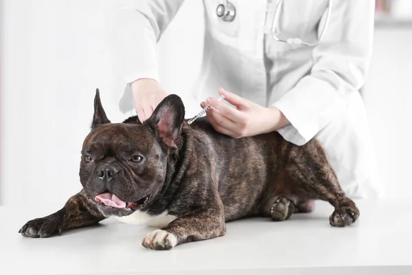 Tierarzt impft Hund — Stockfoto