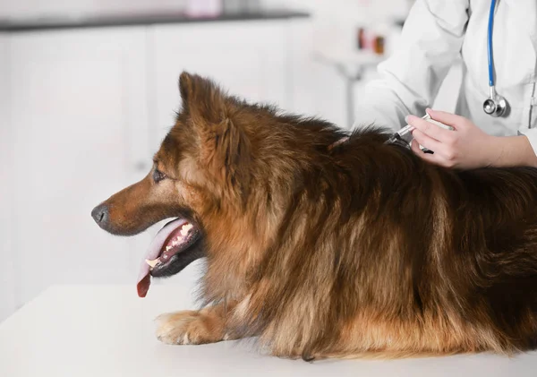 Veterinarian vaccinating dog — Stock Photo, Image