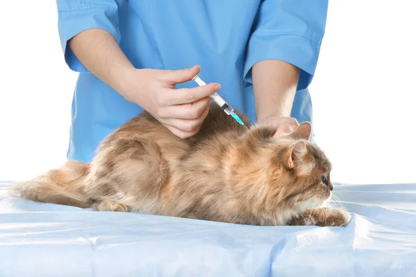 Tierarzt impft Katze — Stockfoto