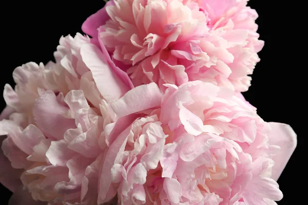 Bellissimi fiori di peonia — Foto Stock