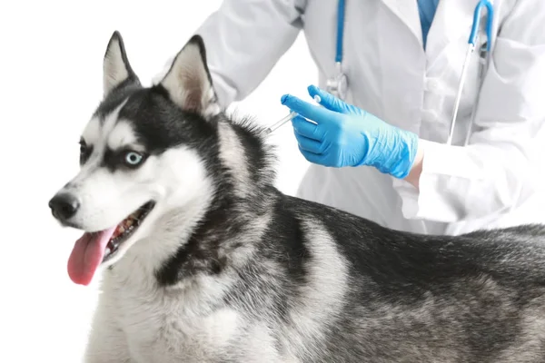 Veterinário vacinando cão husky — Fotografia de Stock