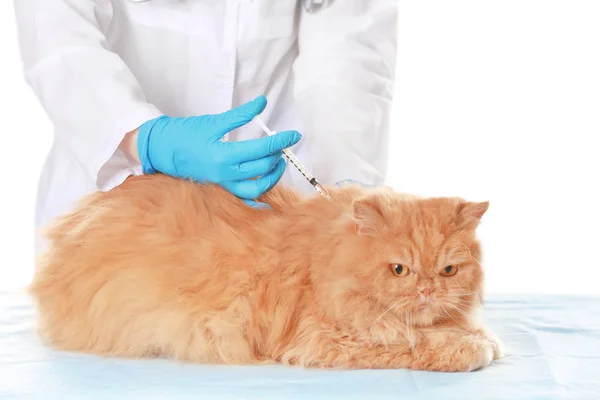 Veterinär vaccinerande katt — Stockfoto